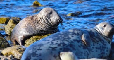 The grey seal in the Baltic Sea was highly endangered, at the end of the 1970s there were only 5,000 animals left out of the original 90,000. Since then, the seal population has recovered and today amounts to a total of about 55,000 animals. But now it may again be threatened if licensed hunting is not coordinated between the countries. CREDIT: Daire Carroll