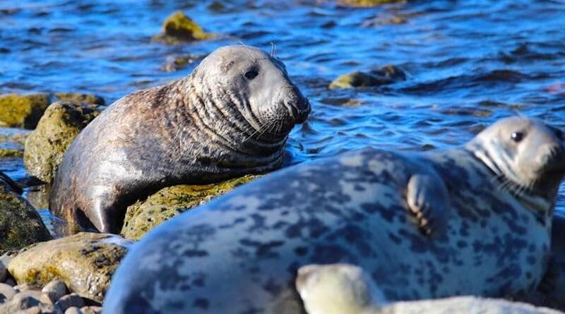 The grey seal in the Baltic Sea was highly endangered, at the end of the 1970s there were only 5,000 animals left out of the original 90,000. Since then, the seal population has recovered and today amounts to a total of about 55,000 animals. But now it may again be threatened if licensed hunting is not coordinated between the countries. CREDIT: Daire Carroll