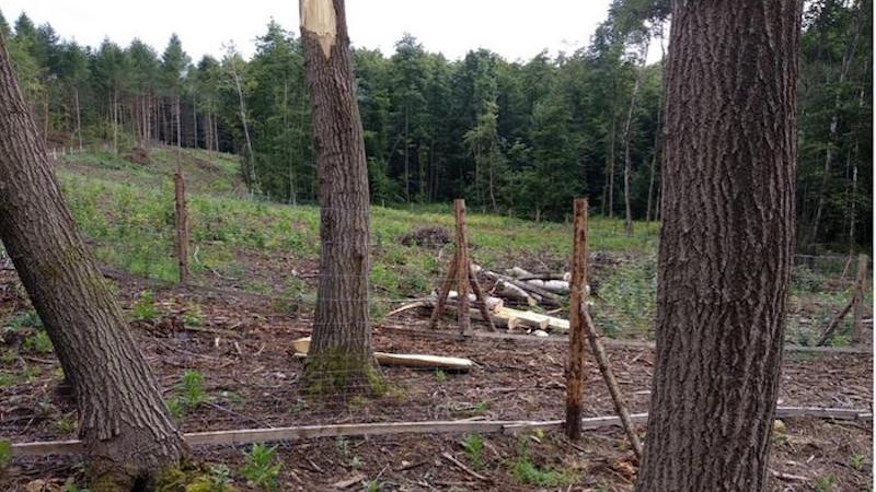 Leaving parent aspen trees on clearcuts ensures genetic replication and vegetative diversity. CREDIT: A. Kusbach, Mendel University in Brno.