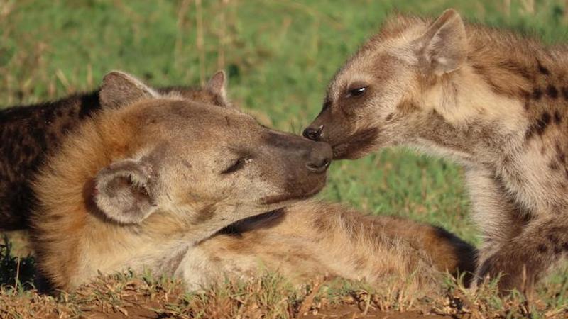 When Inequality Is More Than ‘Skin-Deep’: Social Status Leaves Traces