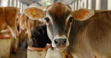 Researchers have demonstrated that a vaccine for tuberculosis currently used in humans significantly reduces infectiousness of vaccinated livestock, improving prospects for elimination and control. CREDIT: Vivek Kapur, Penn State