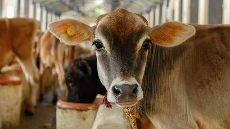 Researchers have demonstrated that a vaccine for tuberculosis currently used in humans significantly reduces infectiousness of vaccinated livestock, improving prospects for elimination and control. CREDIT: Vivek Kapur, Penn State