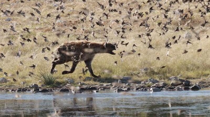 Spotted hyena hunting birds at a waterhole in Namibia CREDIT: Photo by Miha Krofel
