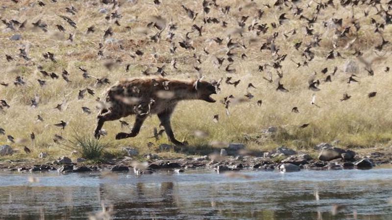 Small Birds Spice Up Already Diverse Diet Of Spotted Hyenas In Namibia
