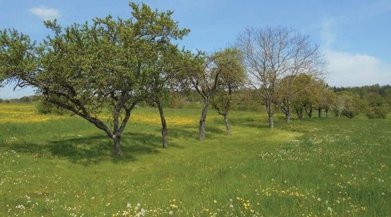 An orchard in Rutesheim-Perouse, southern Germany. CREDIT: Klaus Henle.