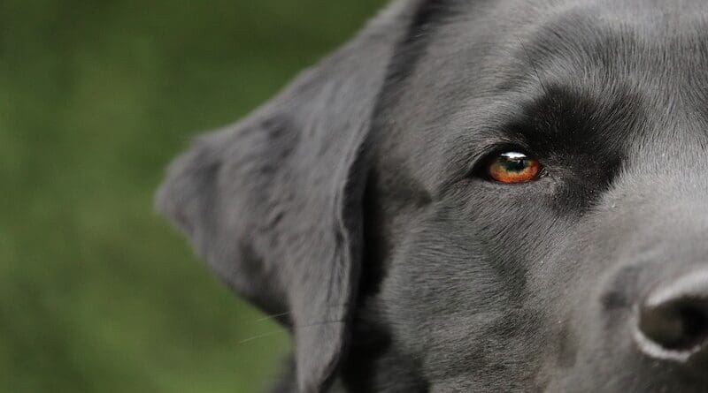 Labrador retriever dog