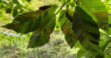 A leaf from a tree in West Rock Ridge State Park in New Haven shows symptoms of infection from Beech Leaf Disease. CREDIT: Craig Brodersen