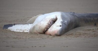 Photo of great white shark carcass. Credit: Christiaan Stopforth, Drone Fanatics SA