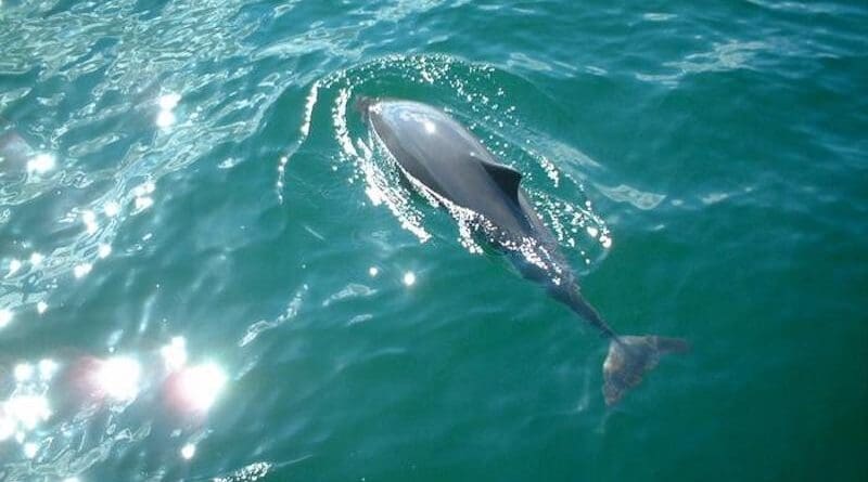 A harbour porpoise in the waters near Fynshoved. Unfortunately the population is in rapid decline. One of the reasons is that many gets caught in the nets of fishing vessels. CREDIT: Signe Sveegaard, Aarhus University