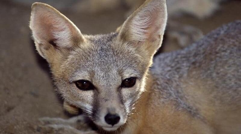 An endangered San Joaquin kit fox. CREDIT: California Department of Water Resources