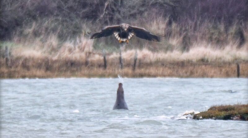 The seal is captured spitting a stream of water directly at the eagle. Image credit: Clare Jacobs.