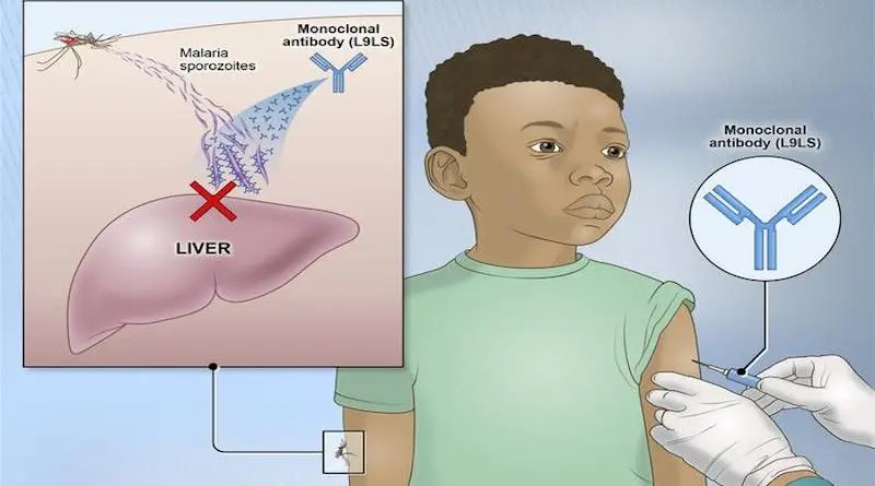 A single injection of an experimental monoclonal antibody called L9LS prevented malaria infection in children in Mali. L9LS binds to and neutralizes “sporozoites,” the form of the malaria parasite transmitted by mosquitoes that invades the liver to initiate infection. CREDIT: NIH