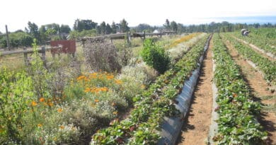 Diversified agriculture benefits both people and the environment - and pays off. This is shown by a large-scale study just published in Science, led by the Universities of Copenhagen & Hohenheim: Here, organic strawberry cultivation in California with wildflower strips. Photo: Claire Kremen, University of British Columbia