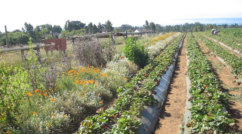 Diversified agriculture benefits both people and the environment - and pays off. This is shown by a large-scale study just published in Science, led by the Universities of Copenhagen & Hohenheim: Here, organic strawberry cultivation in California with wildflower strips. Photo: Claire Kremen, University of British Columbia