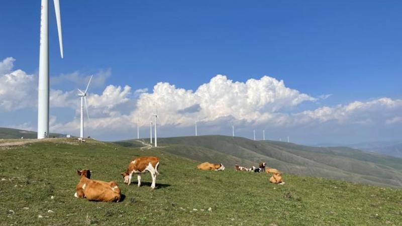 A grassland north of China’s capital Beijing, where grazing cattle roam amidst the changing environmental conditions. CREDIT: LI Mingxing