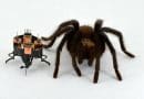 The mCLARI robot designed by engineers at CU Boulder poses next to a spider. CREDIT: Heiko Kabut