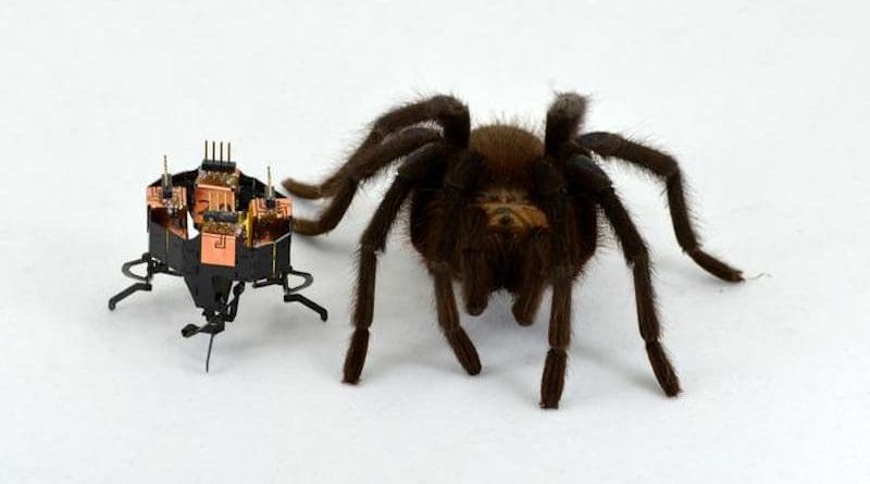 The mCLARI robot designed by engineers at CU Boulder poses next to a spider. CREDIT: Heiko Kabut