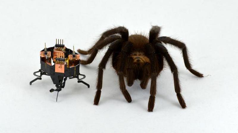 The mCLARI robot designed by engineers at CU Boulder poses next to a spider. CREDIT: Heiko Kabut