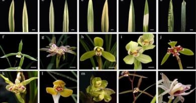 Figure 1. (a)−(e) Natural mutant of leaf colours and (f)−(o) natural mutant (varieties) of flower types in Chinese orchid, Bar = 1 cm.