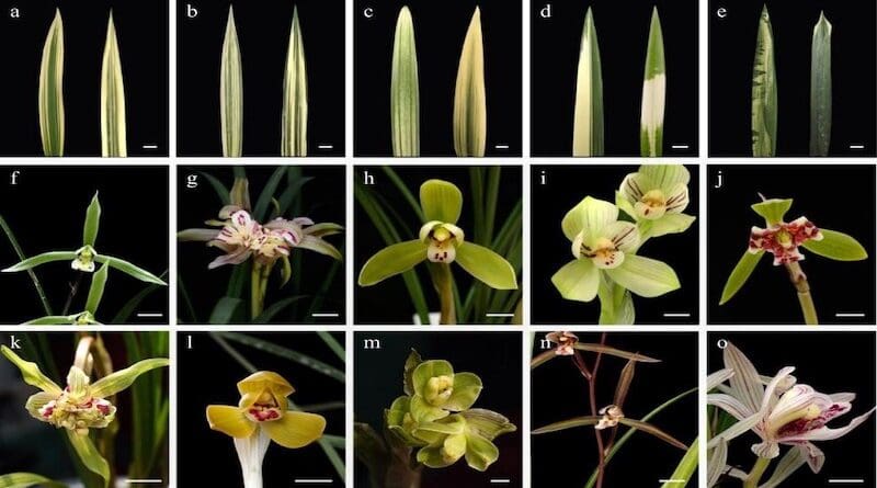 Figure 1. (a)−(e) Natural mutant of leaf colours and (f)−(o) natural mutant (varieties) of flower types in Chinese orchid, Bar = 1 cm.