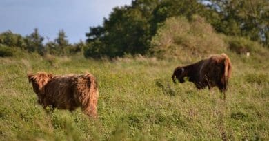 Grazing of both domestic and wild animals is shaping landscapes across Europe. CREDIT: A. Pohl