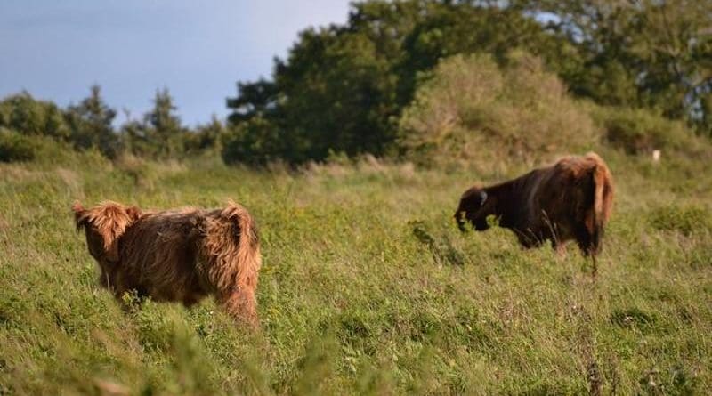 Grazing of both domestic and wild animals is shaping landscapes across Europe. CREDIT: A. Pohl