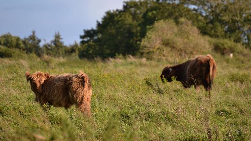 Grazing of both domestic and wild animals is shaping landscapes across Europe. CREDIT: A. Pohl