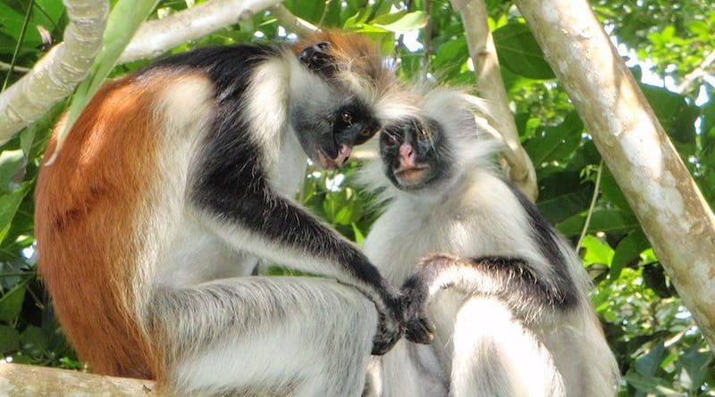 Red Colobus monkeys. Photo Credit: Olivier Lejade, Wikipedia Commons