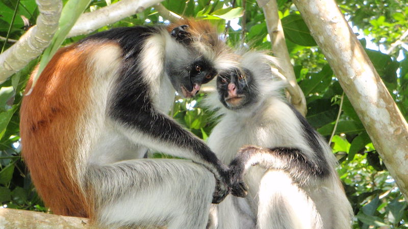 Red Colobus monkeys. Photo Credit: Olivier Lejade, Wikipedia Commons