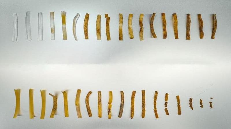 Strips of plain TPU (top) and "living" TPU (bottom) at different stages of decomposition over five months of being in compost. CREDIT: David Baillot/UC San Diego Jacobs School of Engineering
