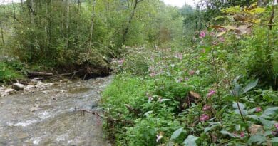 The Himalayan balsam is a widespread invasive species in Switzerland that can also affect neighbouring aquatic ecosystems. (Photo: Florian Altermatt, Eawag)