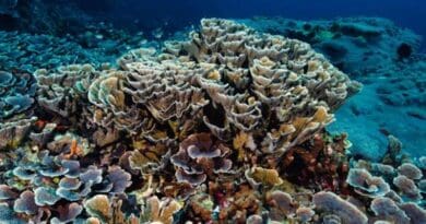 Coral reefs are fragile ecosystems and become increasingly dominated by lettuce-like and encrusting morphologies at mesophotic depths CREDIT: Prof Peter Mumby