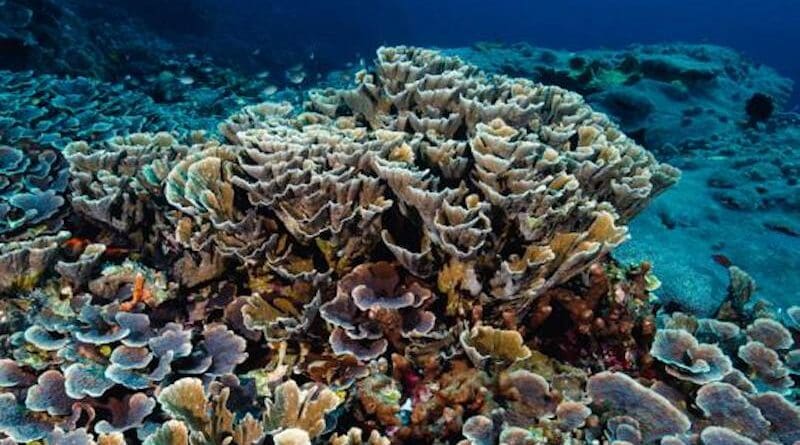 Deep Parts Of Great Barrier Reef ‘Insulated’ From Global Warming, For ...