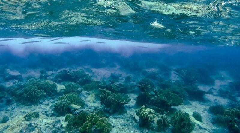 Redfin needlefish (Strongylura notata) "hiding" below the sea surface near the Carribean island of Curacao. Credit: Juliette Jacquemont (co-author of the study).