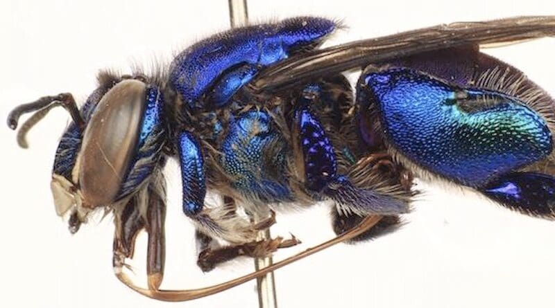 A specimen from the genus Euglossa collected during the study in Rondônia, Brazil. CREDIT: K. Christopher Brown