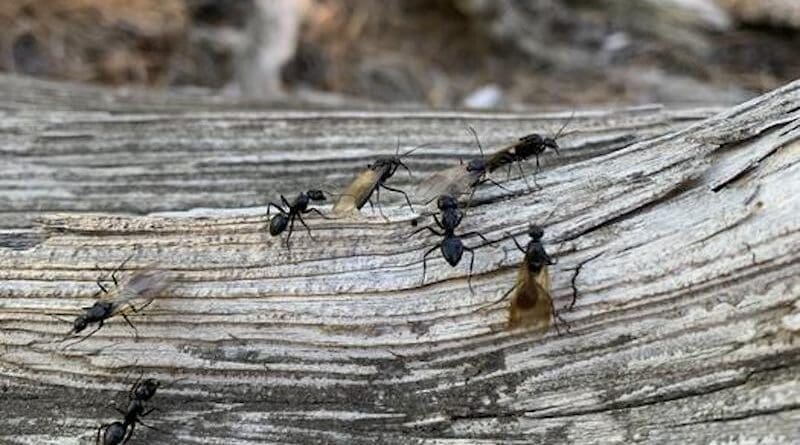Ants in Gregory Canyon in Boulder, Colorado CREDIT: Anna Paraskevopoulos/CU Boulder