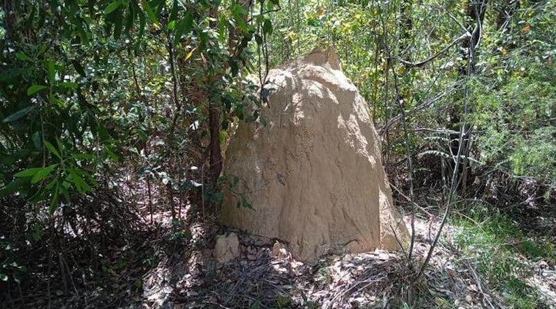 A termite nest in its natural environment (a mound of Coptotermes lacteus in New South Wales, Australia). CREDIT: Andrea Perna