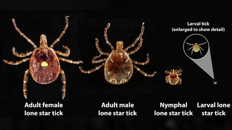 Development of the lone star tick (A. americanum). Photo Credit: CDC, Wikipedia Commons