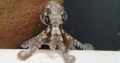 Southern Keeled Octopus hatchling, a study species for the ageing guide. CREDIT: Erica Durante