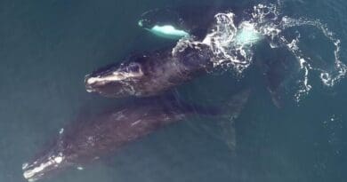 Three right whales observed from the air. (NMFS permit #21482 2) CREDIT: Mark Cotter/HDR