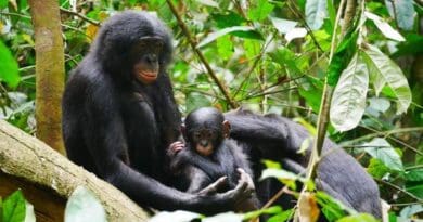 Bonobos CREDIT: Maud Mouginot