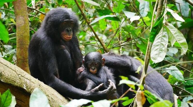 Bonobos CREDIT: Maud Mouginot