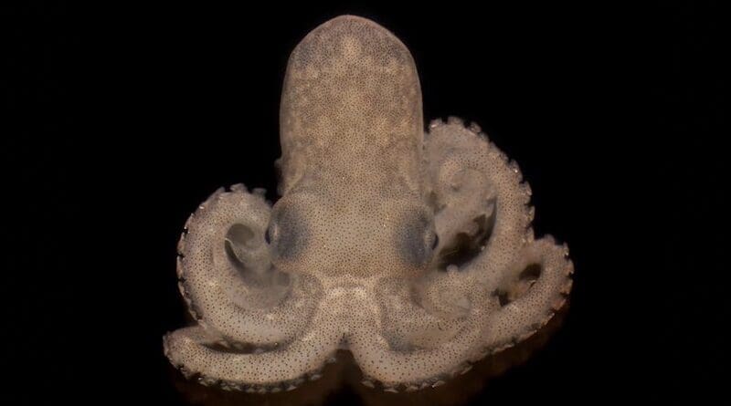 A newly hatched Octopus berrima. CREDIT: Qiaz Hua