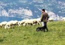 shepherd sheep italy
