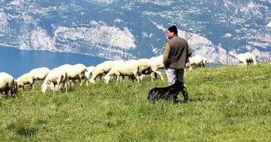 shepherd sheep italy