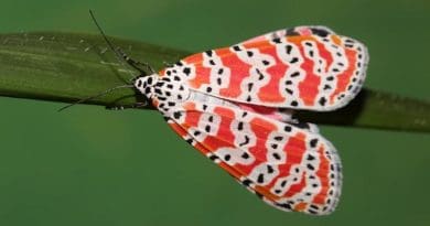 Bella moths protect themselves from predators with toxins derived from the plants they eat. CREDIT: Andrei Sourakov