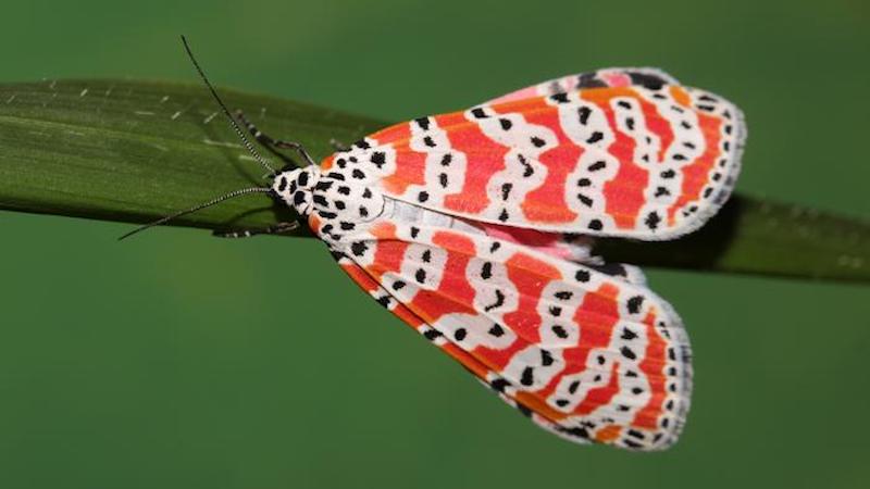 Bella moths protect themselves from predators with toxins derived from the plants they eat. CREDIT: Andrei Sourakov