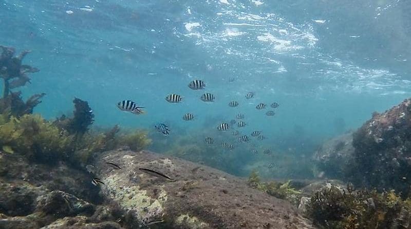 Tropical fish CREDIT: Courtesy of University of Adelaide