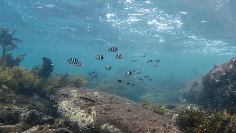 Tropical fish CREDIT: Courtesy of University of Adelaide