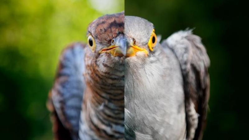 Female adult Common Cuckoos appear in two color morphs, shown here as half of the rufous (hepatic) form (left) and half of the gray morph (male-like, right). CREDIT: Bianka Regina Jaska